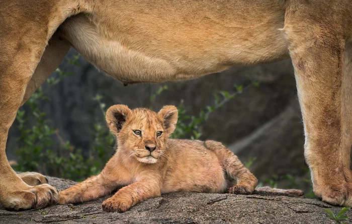 In a safe shelter - a lion, Lion cubs, Big cats, Cat family, Predatory animals, Wild animals, wildlife, National park, Serengeti, Africa, The photo, Young