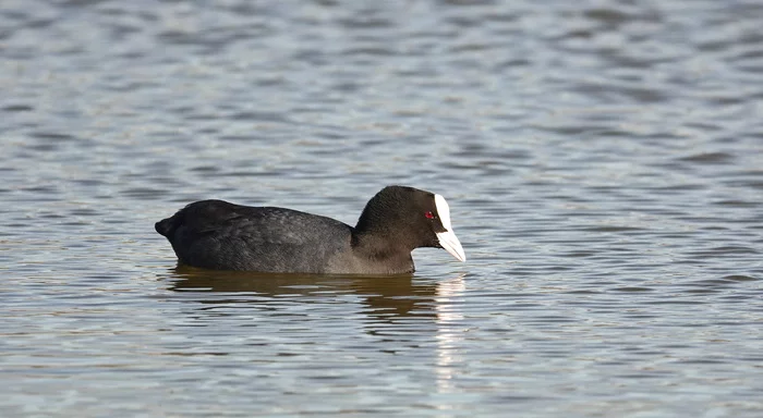 Coot - My, The photo, Birds, Netherlands (Holland), Nature