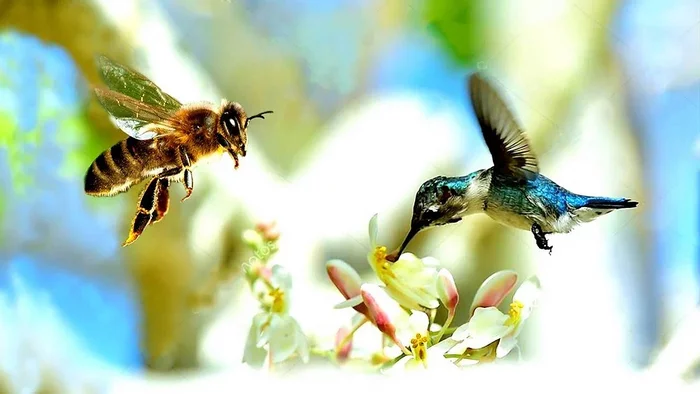 Bee Hummingbird: Degraded to the level of a bug. Why did the bird weigh 2 grams? - Hummingbird, Birds, Animals, Wild animals, Zen, Yandex Zen, Yandex Zen (link), Longpost