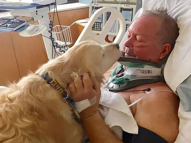 Loyalty - Pets, The photo, Mood, The rescue, Saving life, Loyalty, Devotion, Golden retriever, Incident