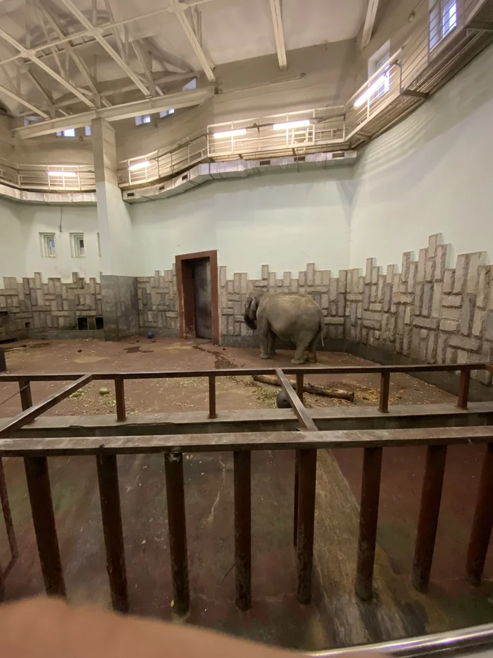 Zoo - My, Zoo, Video, Longpost, Vertical video, Yekaterinburg Zoo, Elephants, Tightness