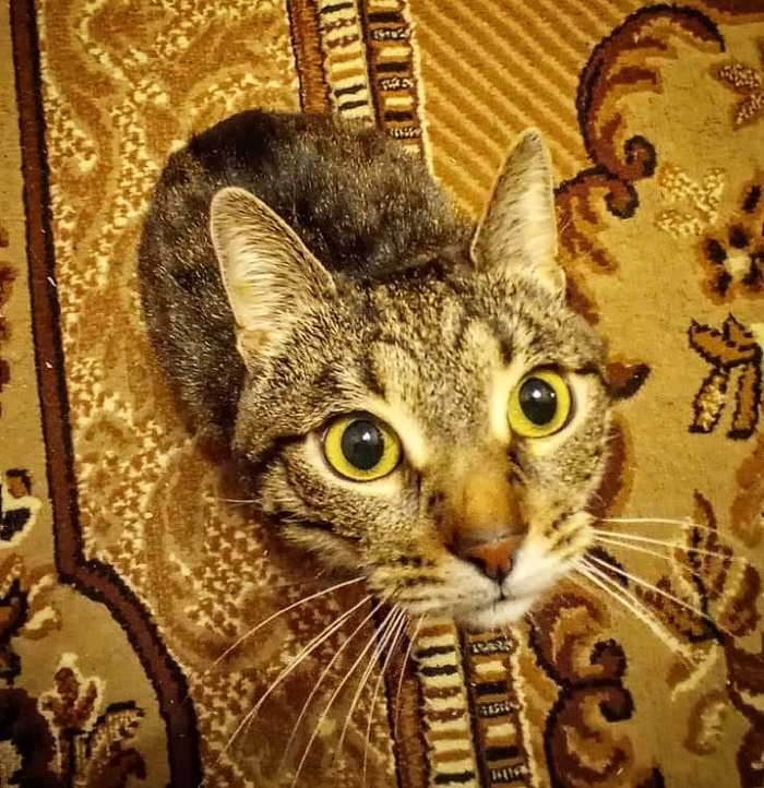 Curious nose - My, cat, Muzzle, Nose, Amur