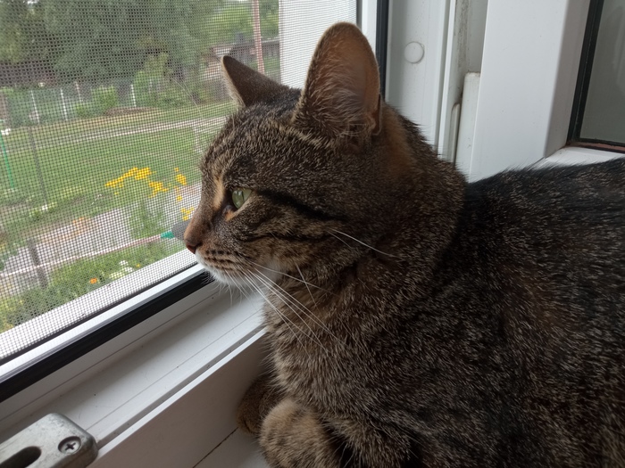 Наблюдатель