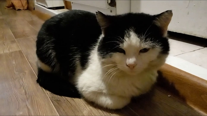 Кот Марсик. Каша из топора))) Сказка