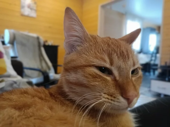 Replenishment - My, cat, Shelter, Cat family, Longpost