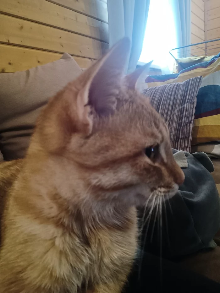 Replenishment - My, cat, Shelter, Cat family, Longpost