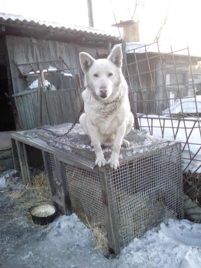 Кошка, чашка, муха и лапоть