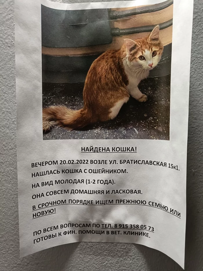 A cat has been found. Moscow, Bratislavskaya station - Moscow, Pets, No rating, cat, Found a cat, In good hands