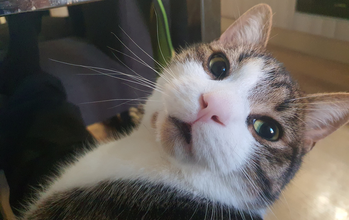 Какого щенка?!...