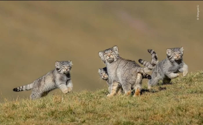 Kittens manula - Pallas' cat, Wild animals, Cat family, Small cats, Predatory animals