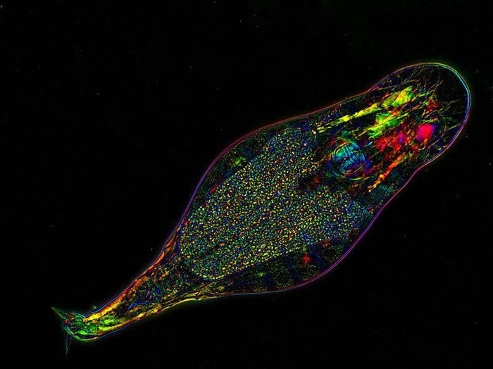 Rotifers - how I love you - Biology, Kolovratka, Invertebrates, Longpost