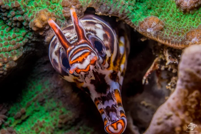 Moray eel dragon: The usual jaws and jaws inside the throat. Why does this fish need such a diabolical mechanism? - Moray, Animals, Animal book, Yandex Zen, Longpost, A fish, Marine life, Anatomy