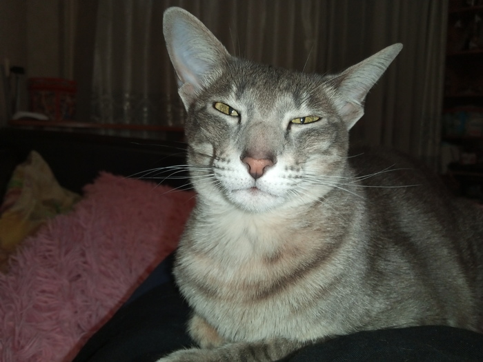  Benzzzopila        ,  ,  ,   