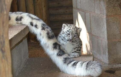 Kusy or not kus? - Paws, Snow Leopard, Young, Big cats, Tail, Kittens