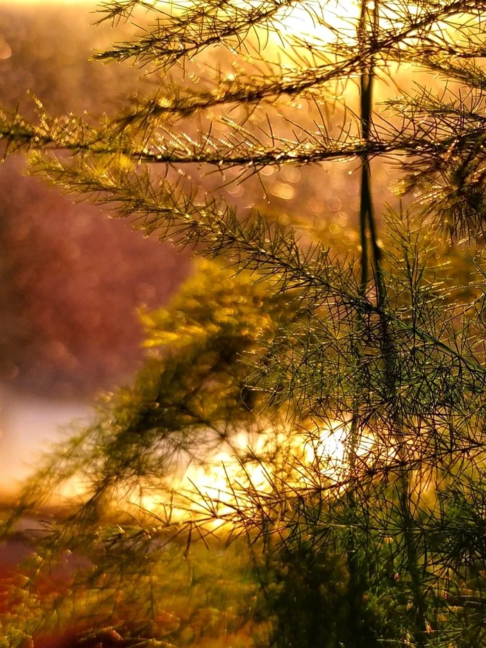 Evening on the banks of the river - My, The sun, Flowers, Sunset, Reflection, The photo