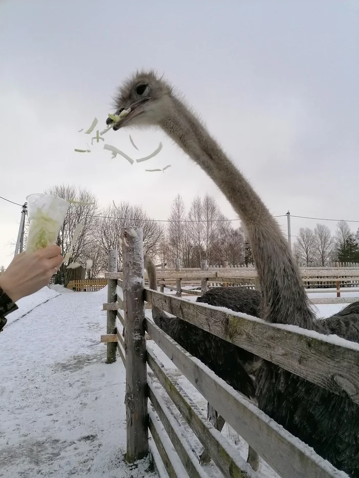 I'll dilute the cats with ostriches - Ostrich, Ostrich Farm, Mobile photography, Longpost, Birds