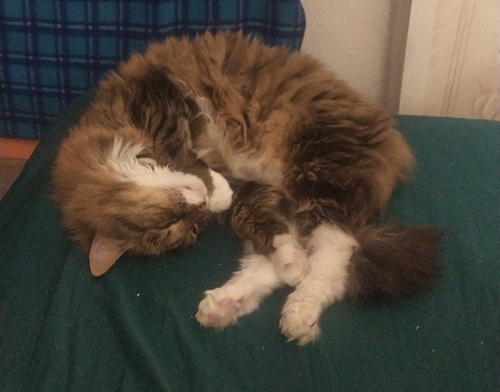 Котейки, так котейки