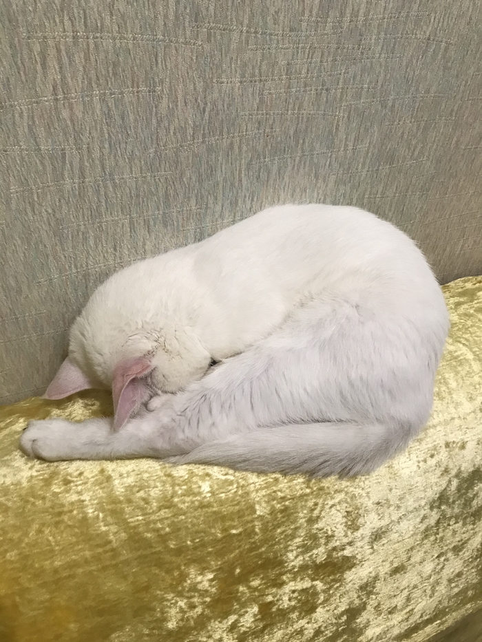 Гляньте и на мою кошечку