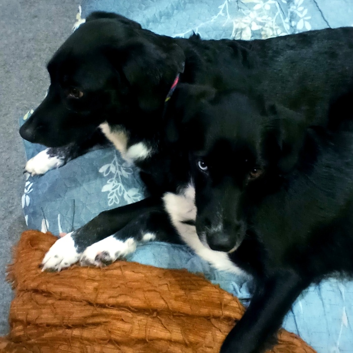 Ответ на пост «Вот лучше гляньте на моего щенка»