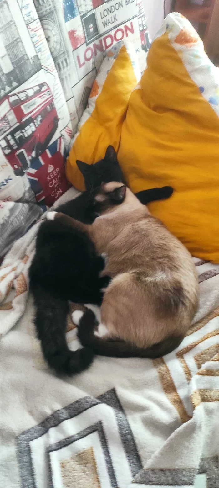 My Cats - My, cat, Pets, Longpost