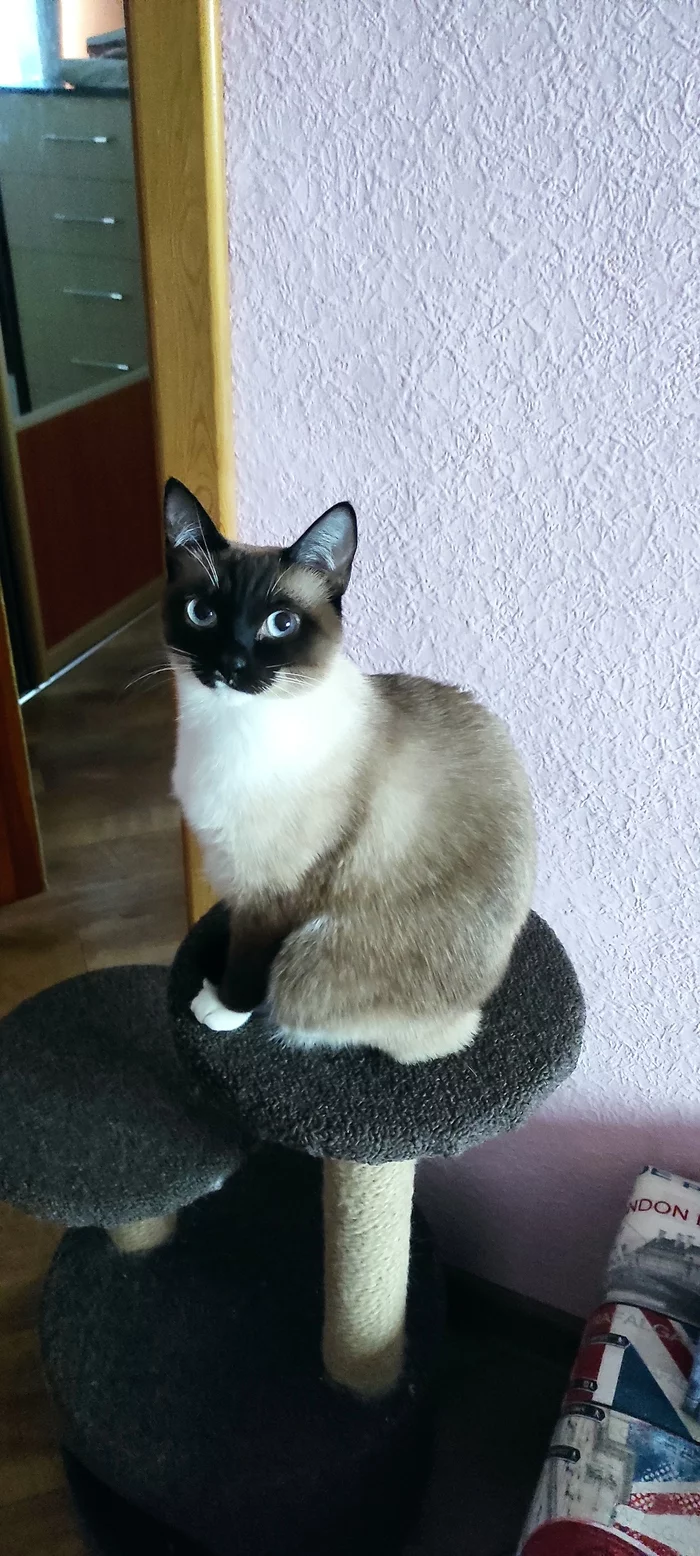 My Cats - My, cat, Pets, Longpost