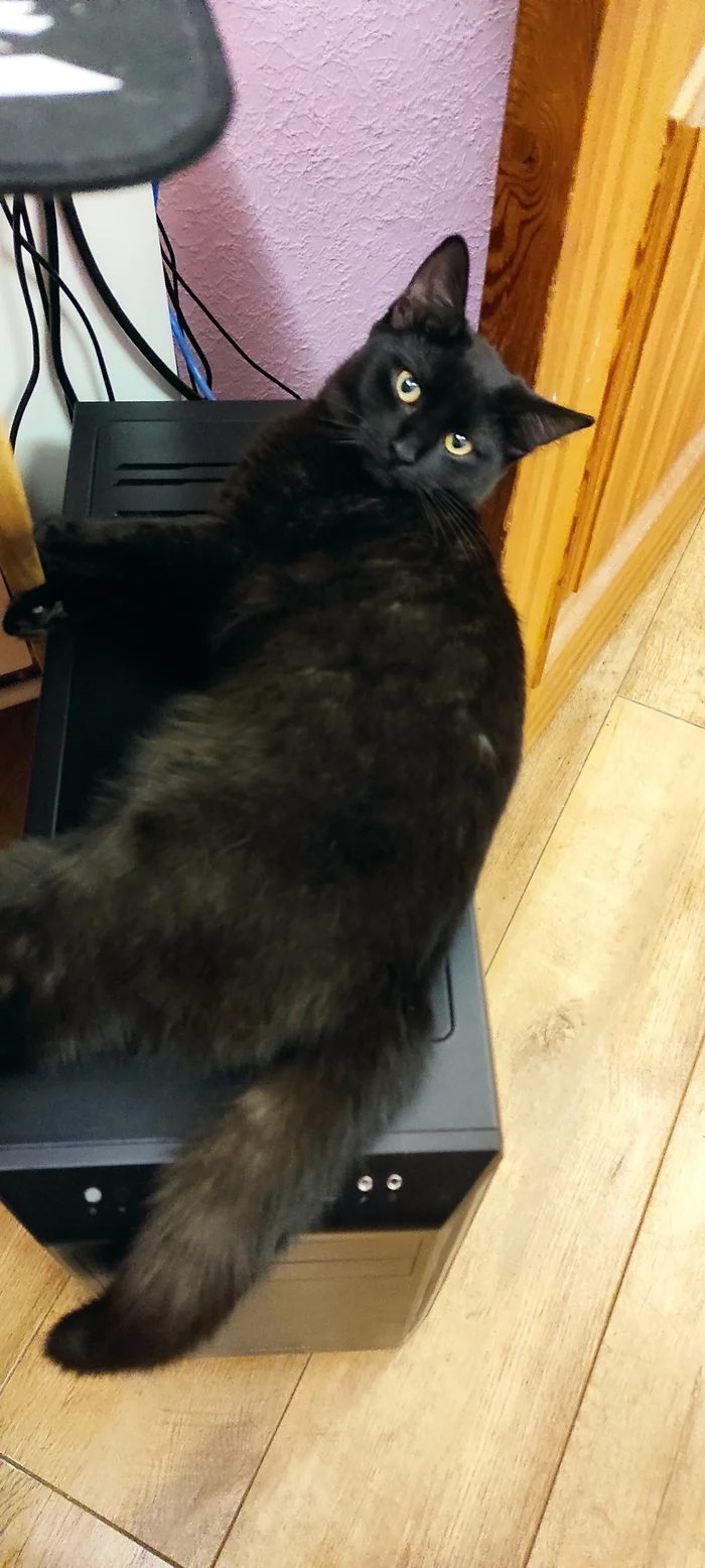 My Cats - My, cat, Pets, Longpost