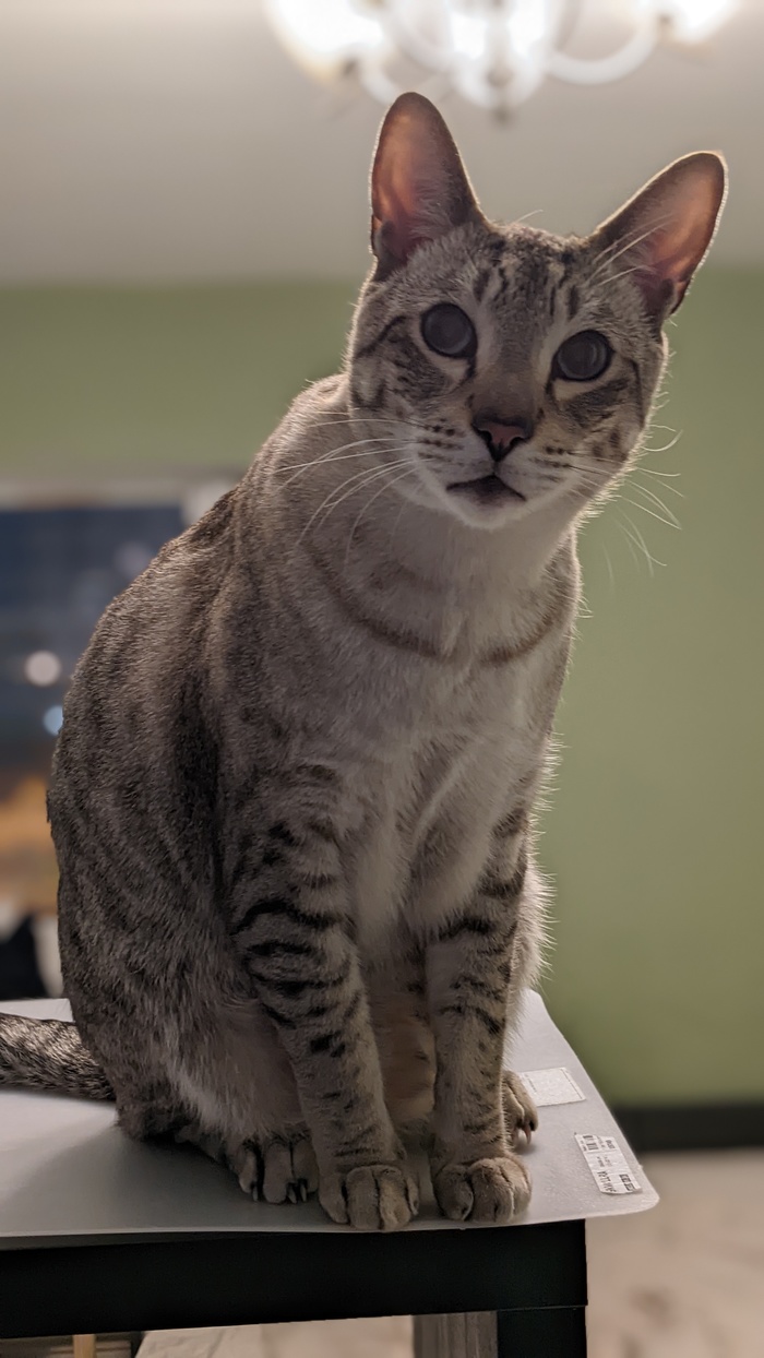 В продолжение котоспама