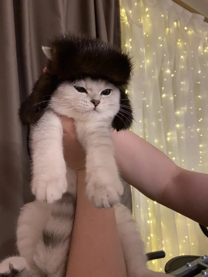 Response to the post Here's a better look at my cat - Fluffy, Paws, beauty, Antidepressant, Reply to post, Longpost, Pets, Milota, cat, My