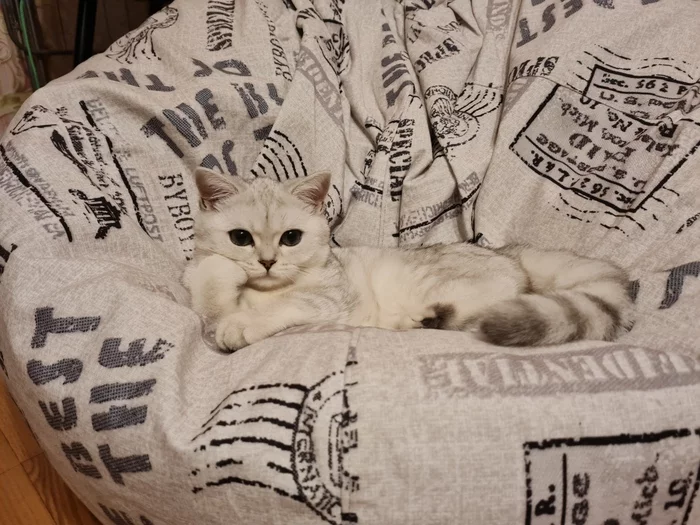 Response to the post Here's a better look at my cat - Fluffy, Paws, beauty, Antidepressant, Reply to post, Longpost, Pets, Milota, cat, My