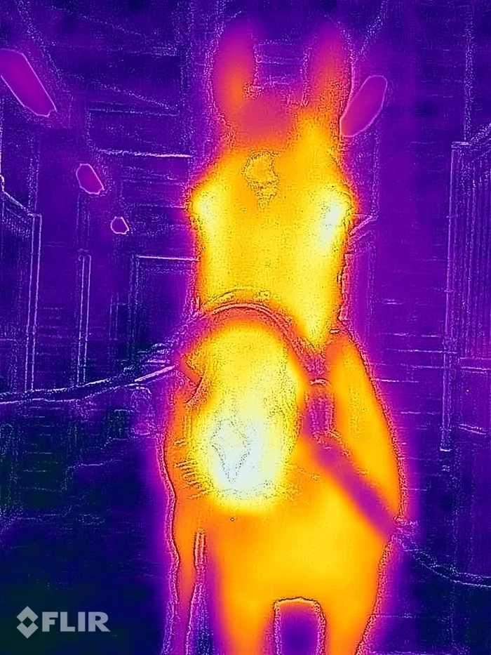 Just like that, for the sake of mood)) - My, Thermal imager, Horses, Longpost