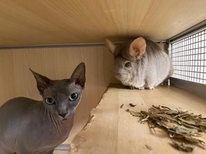 With his favorite chinchilla - My, cat, Sphinx, Chinchilla, Love, The photo