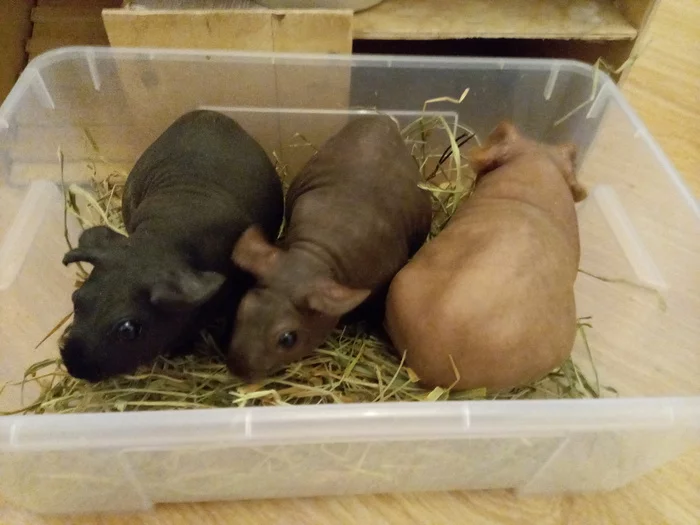 Waiting for change - Guinea pig, Milota, Animal Rescue
