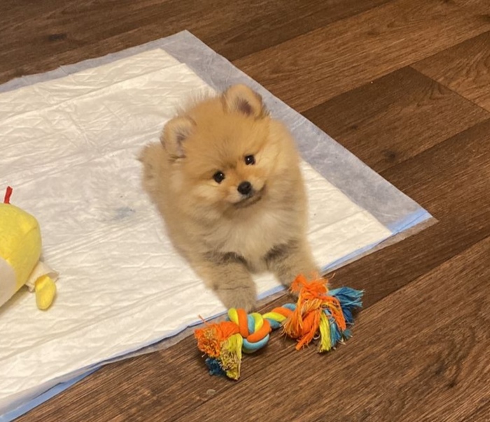 Ответ на пост «Вот лучше гляньте на моего щенка»