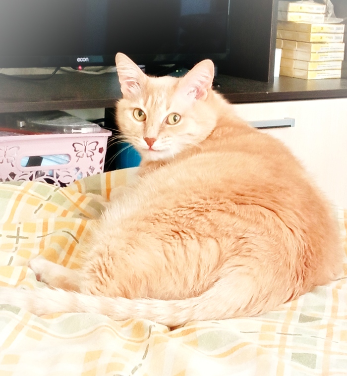 Ещё добавлю котика