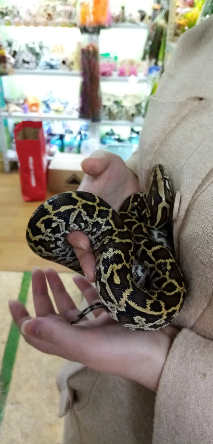 Me and the Snake - Snake, Pet Shop