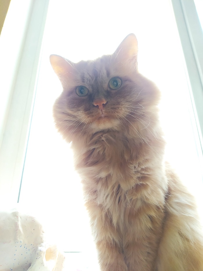 ��� ����� ���������� ����