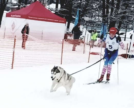 Race - My, Dog, Dog sled, Race, Skis, Winter, Longpost