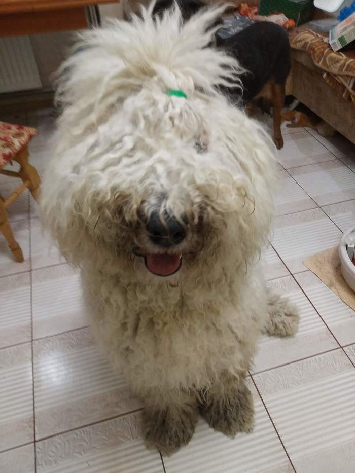 My Curly Puppy - My, Komondor, Dog, Pets