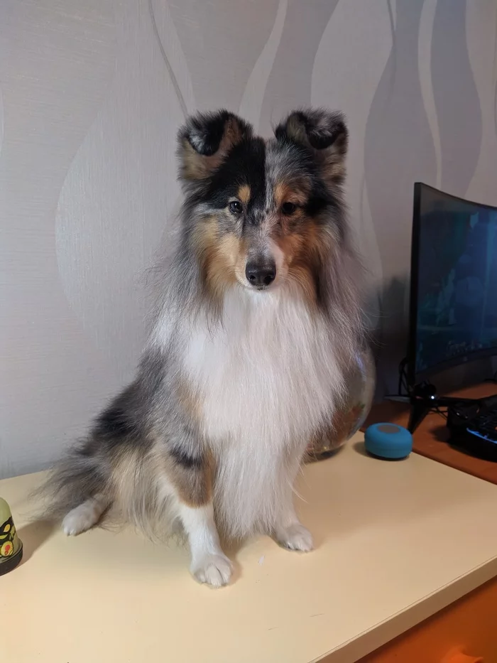 The answer is better look at my puppy - My, Dog, Sheltie, Pets