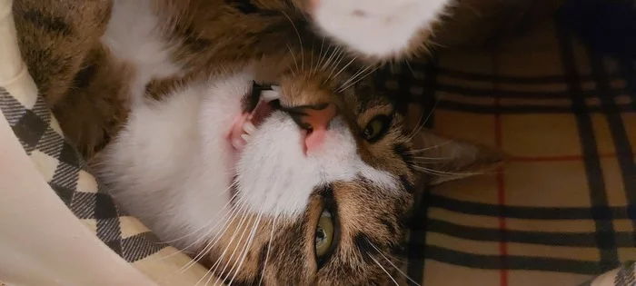 Ответ на пост «Мой котик» - Кот, Толстые котики, Милота, Домашние животные, Котята, Фотография, Животные, Трехцветная кошка, Ответ на пост