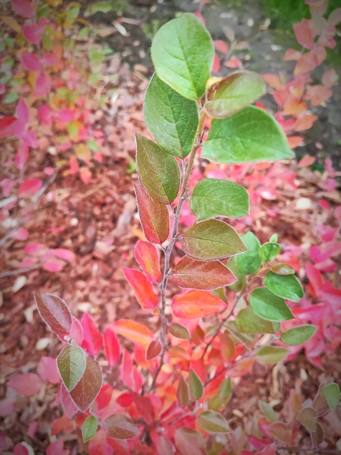 Fall colors - My, Autumn, The photo, Mobile photography, Plants, Nature, beauty of nature, Leaves, Hike, Longpost