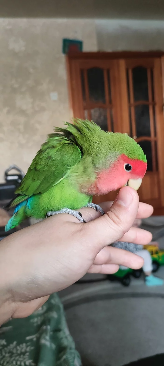 Here, better look at the parrot - A parrot, Lovebirds, Pets, Longpost