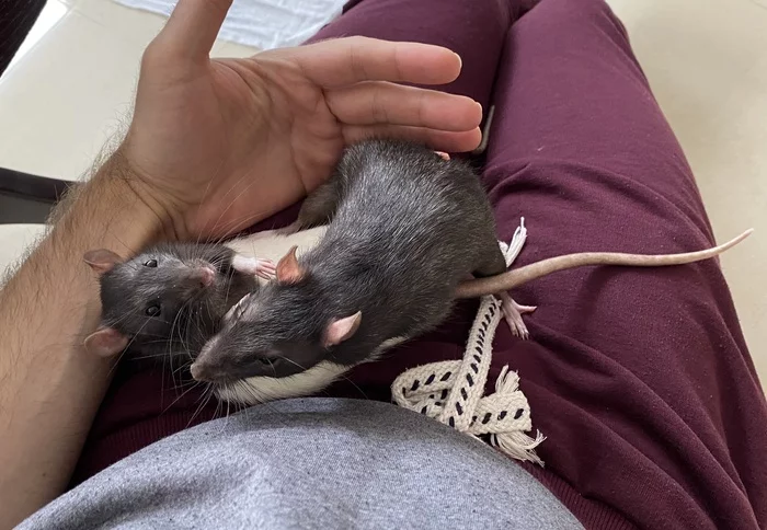 Better look at my rats! - My, Decorative rats, Rat, Rat Chronicles, Longpost, Pets