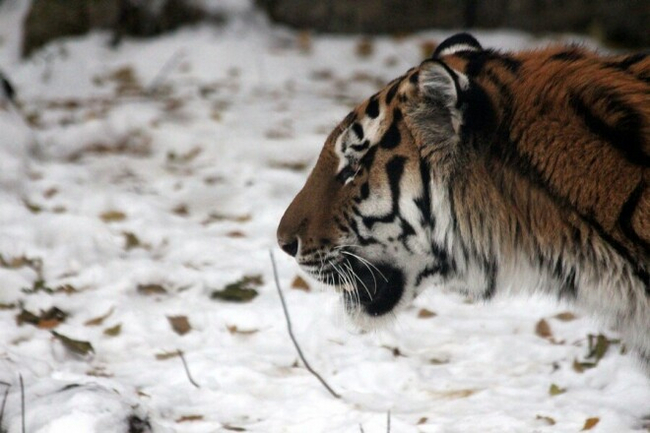 In Primorye, a tiger was caught that attacked dogs - Amur tiger, Tiger cubs, Catching, Injury, Animal Rescue, Rehabilitation centers, Alekseevka, Will live, Primorsky Krai, Big cats, Cat family, Tiger, Predatory animals, Wild animals, Longpost, Video