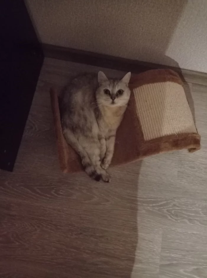 На волне котячьих постов - Моё, Кот, Лапки, Милота, Длиннопост