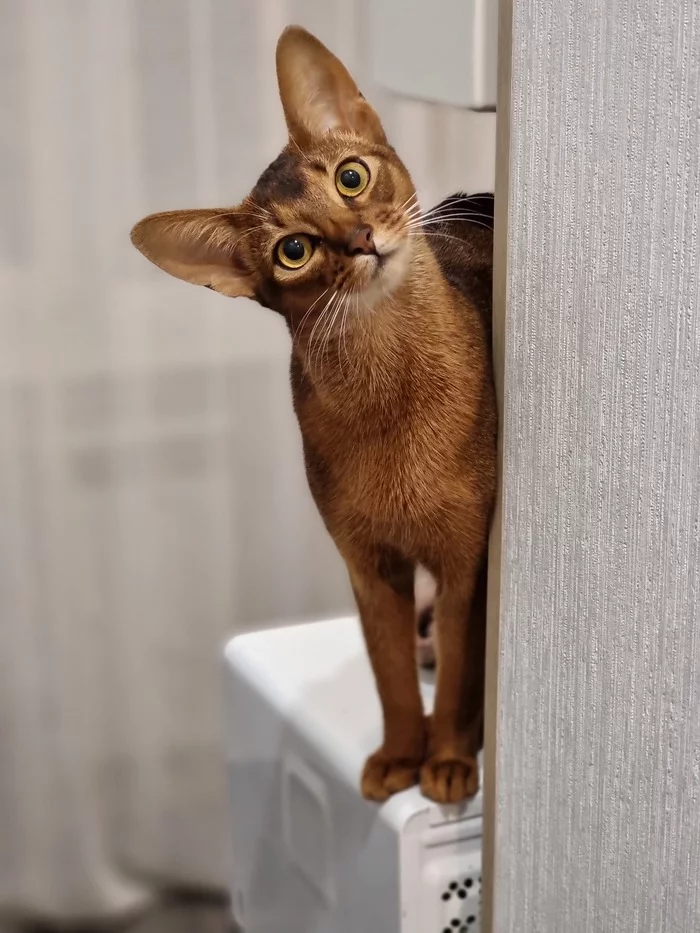 Ki-Xia - My, cat, Abyssinian cat