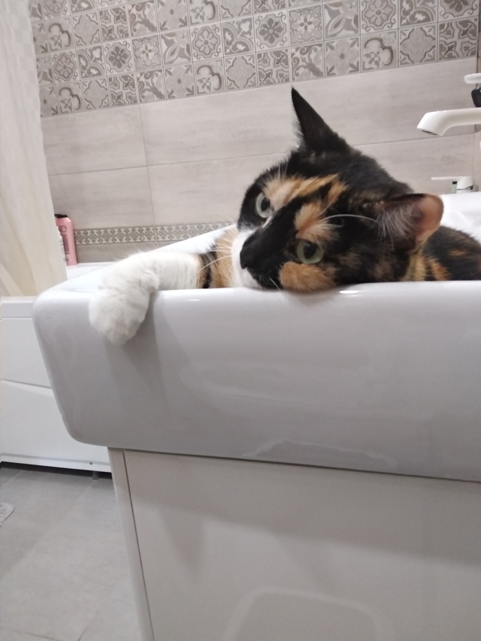 Кошки за мир!