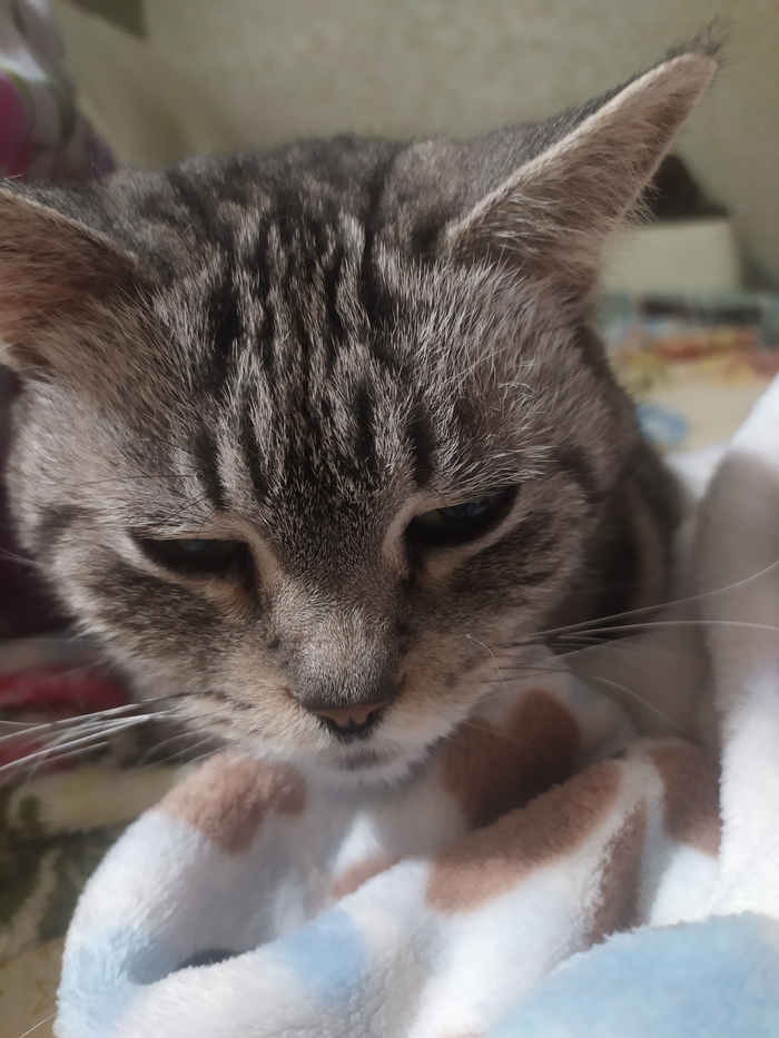 Ты там чужих кошек смотришь в телефоне?