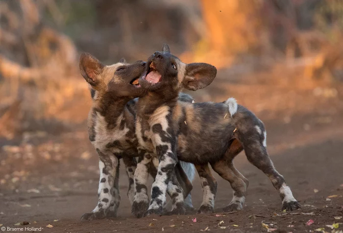 Puppies frolic - Hyena dog, Canines, Predatory animals, Wild animals, wildlife, Reserves and sanctuaries, South Africa, The photo, Puppies, Young