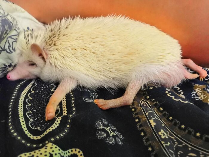 Вот вам мой ёж